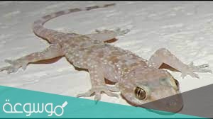 ما هي الحشرة التي أمر النبي بقتلها