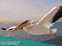 طائر البليكان