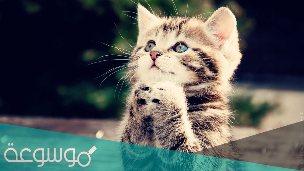 هل ترى القطط الجن