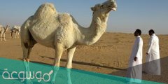 كم اصبع في خف الجمل