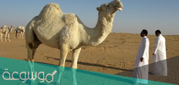 كم اصبع في خف الجمل