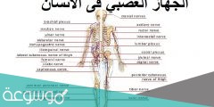 كم عدد الاعصاب الدماغيه في جسم الانسان