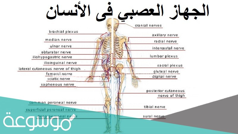 كم عدد الاعصاب الدماغيه في جسم الانسان