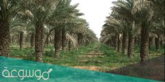 كم عدد النخيل في السعودية 2022