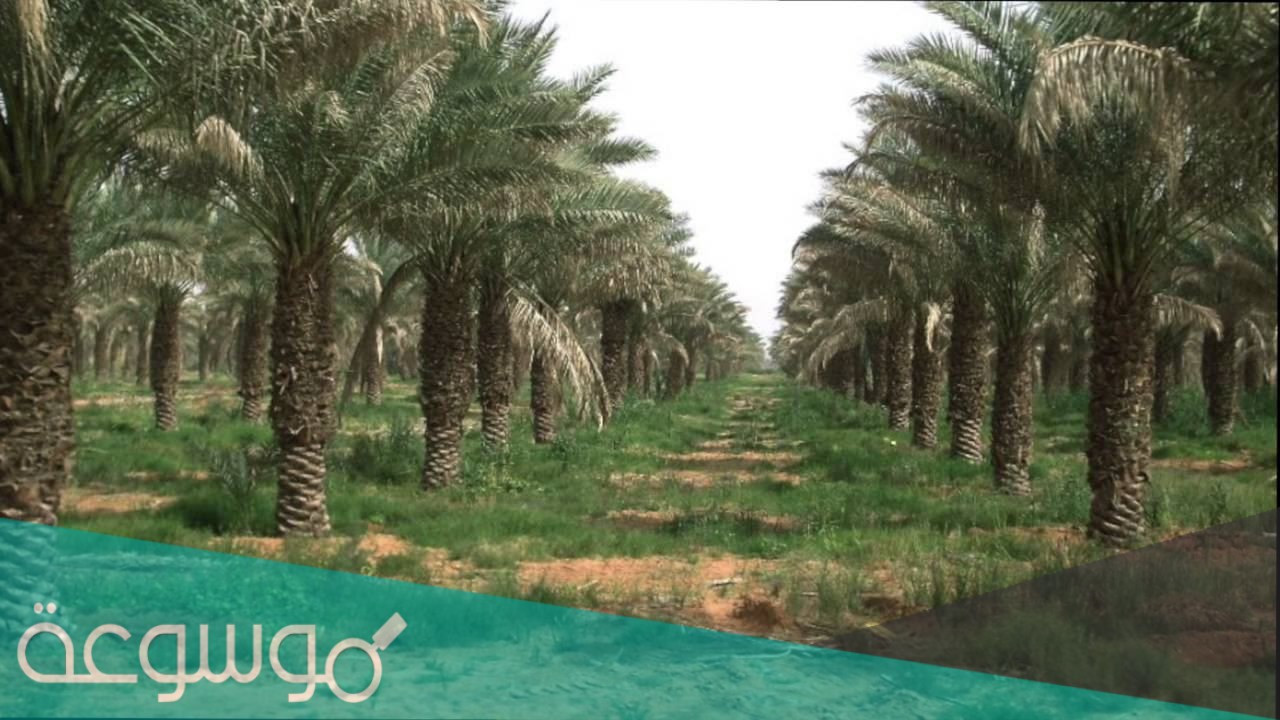 كم عدد النخيل في السعودية 2021