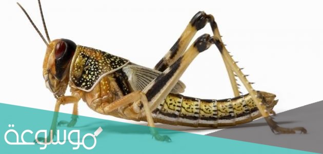 كم عدد عضلات الجرادة