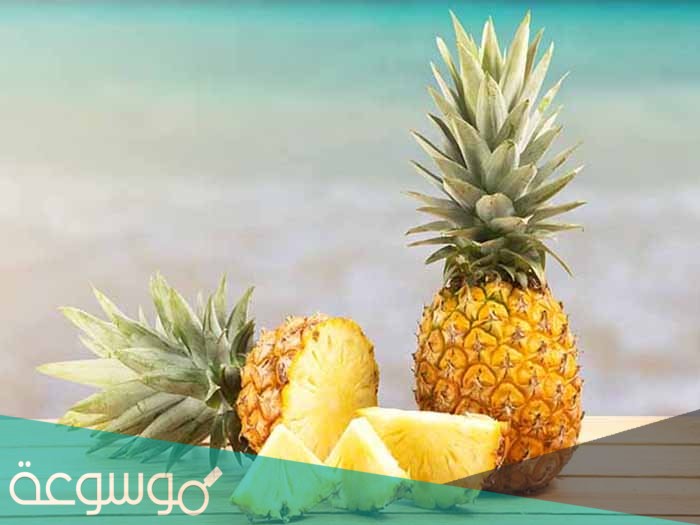 كم يبلغ طول شجرة الاناناس