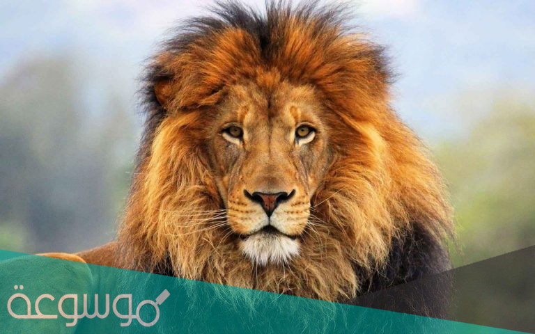 كم يبلغ عدد أسماء الأسد في اللغة العربية
