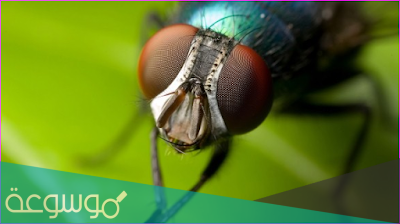 كم عدد أعين الذبابة