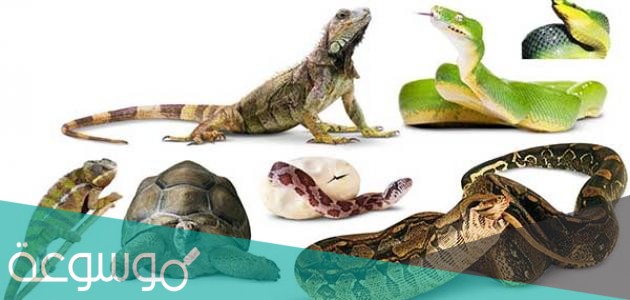 لماذا سميت الزواحف بهذا الاسم