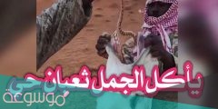 لماذا يضعون الحيه في فم الجمل