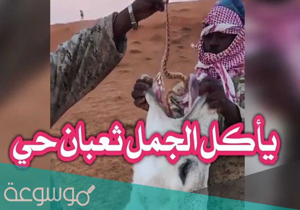يضعون الحيه في فم الجمل