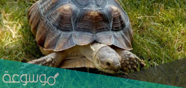 ما هو الحيوان الذي يتنفس من مؤخرته