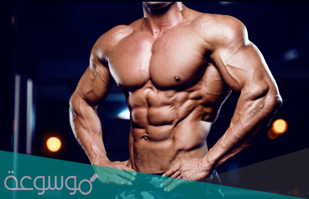 ما هو عدد العضلات في جسم الانسان