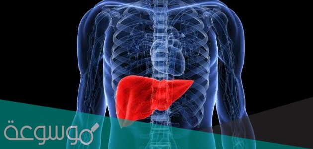 ما هي اكبر غده في الانسان