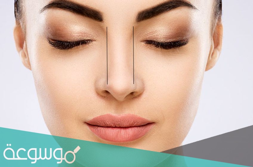 ماذا يسمى طرف الانف