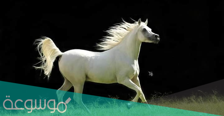 ماذا يطلق على مجموعة الخيل