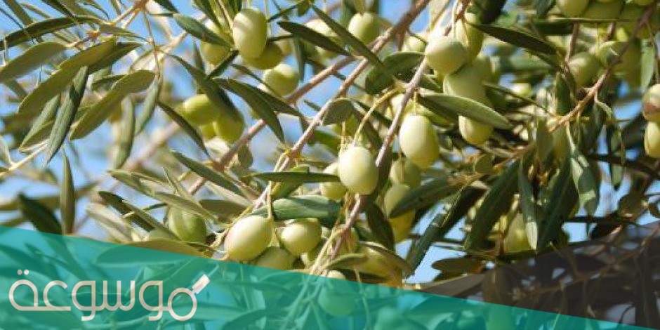 ماهو الذهب الأخضر