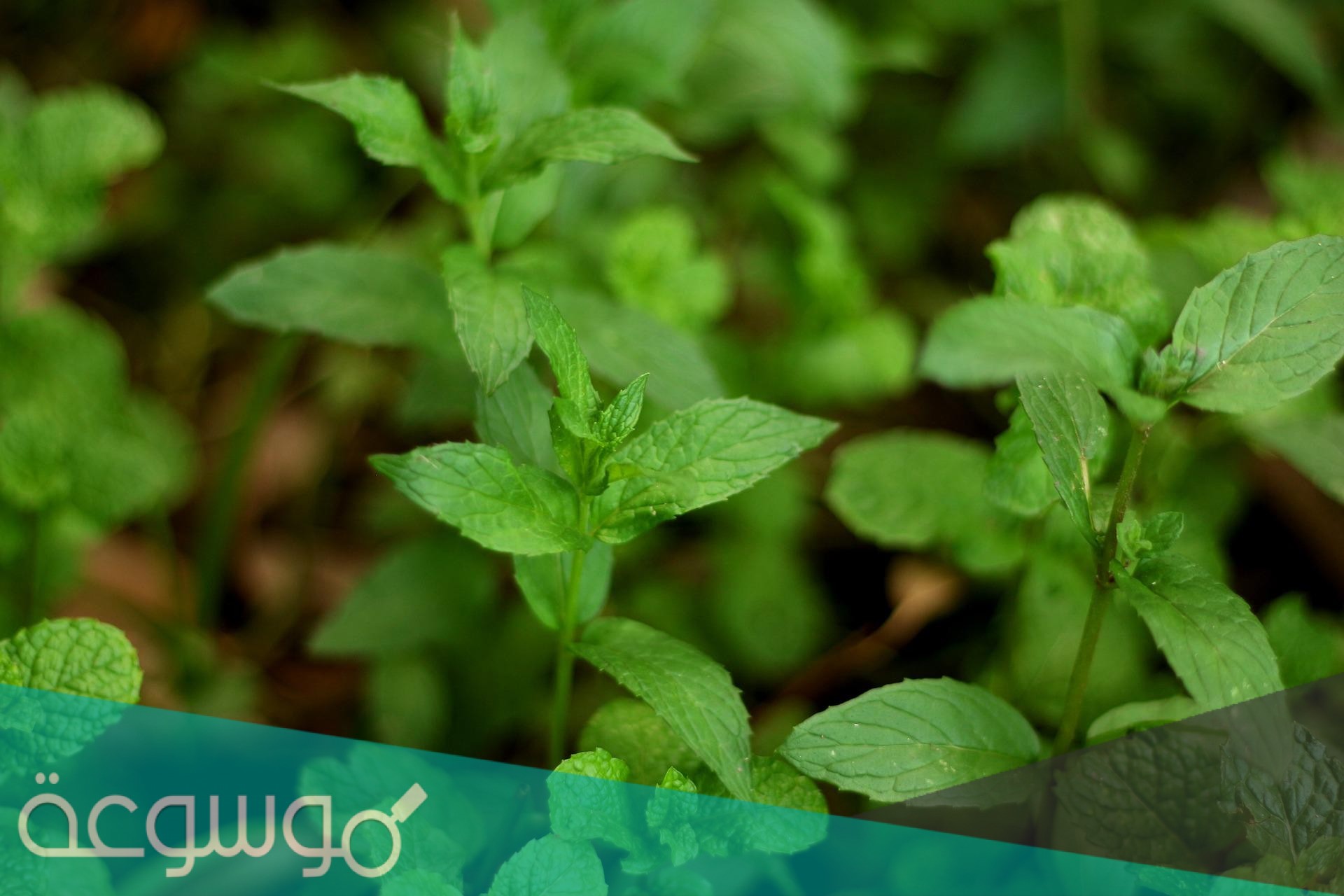 الأنظمة الضوئية في سلسلة نقل الإلكترونات