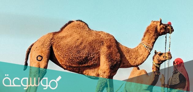 ماهو اسم ولد الناقه