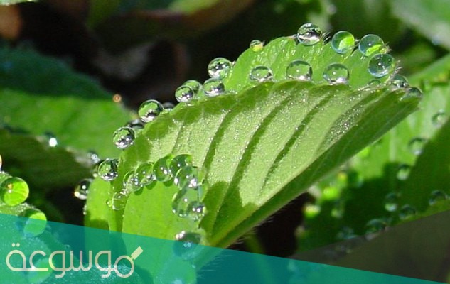 ما هي عمليه النتح في النبات