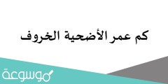 كم عمر الأضحية الخروف