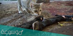 اين تذهب القطط يوم عيد الاضحى