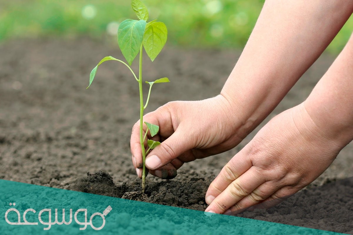 ماهو معنى كلمه الفسيل