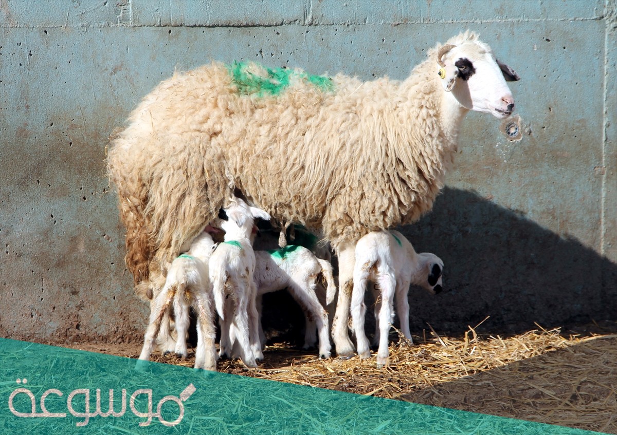 من القائل لقد ظلمك بسؤال نعجتك الى نعاجه