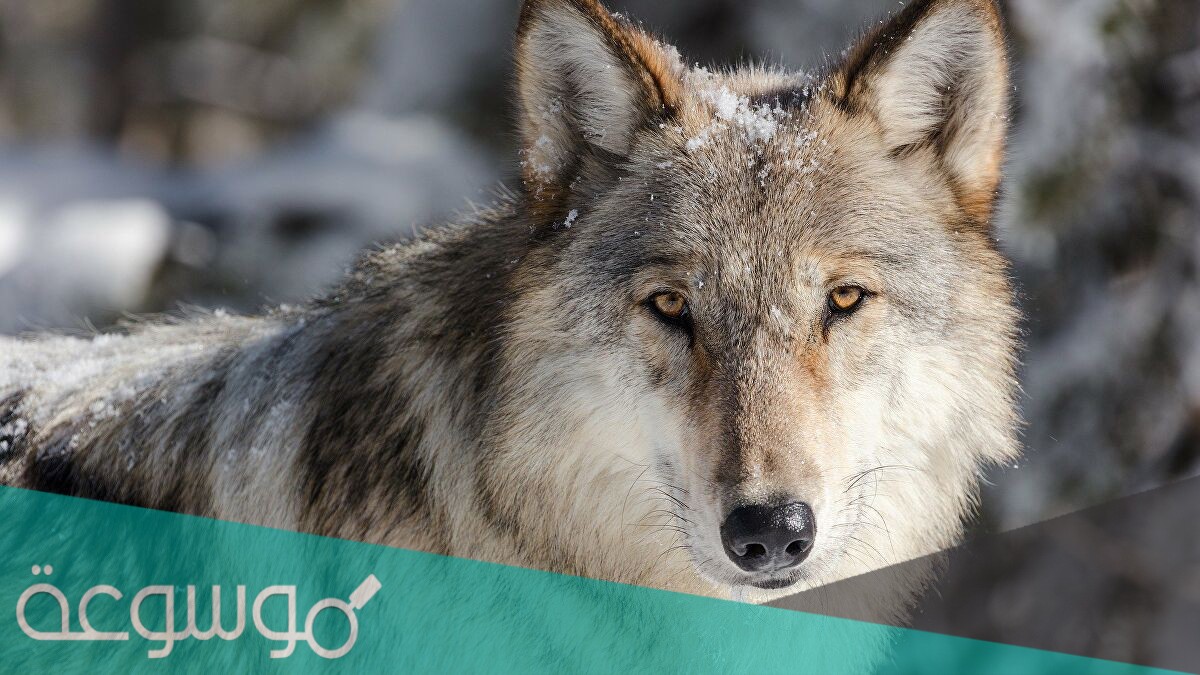 ما كنيه الذئب في اللغه العربيه