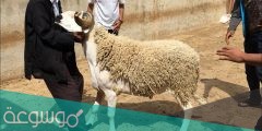 كم سعر الاضحية في الرياض وما أهم النصائح لاختيار الأضحية