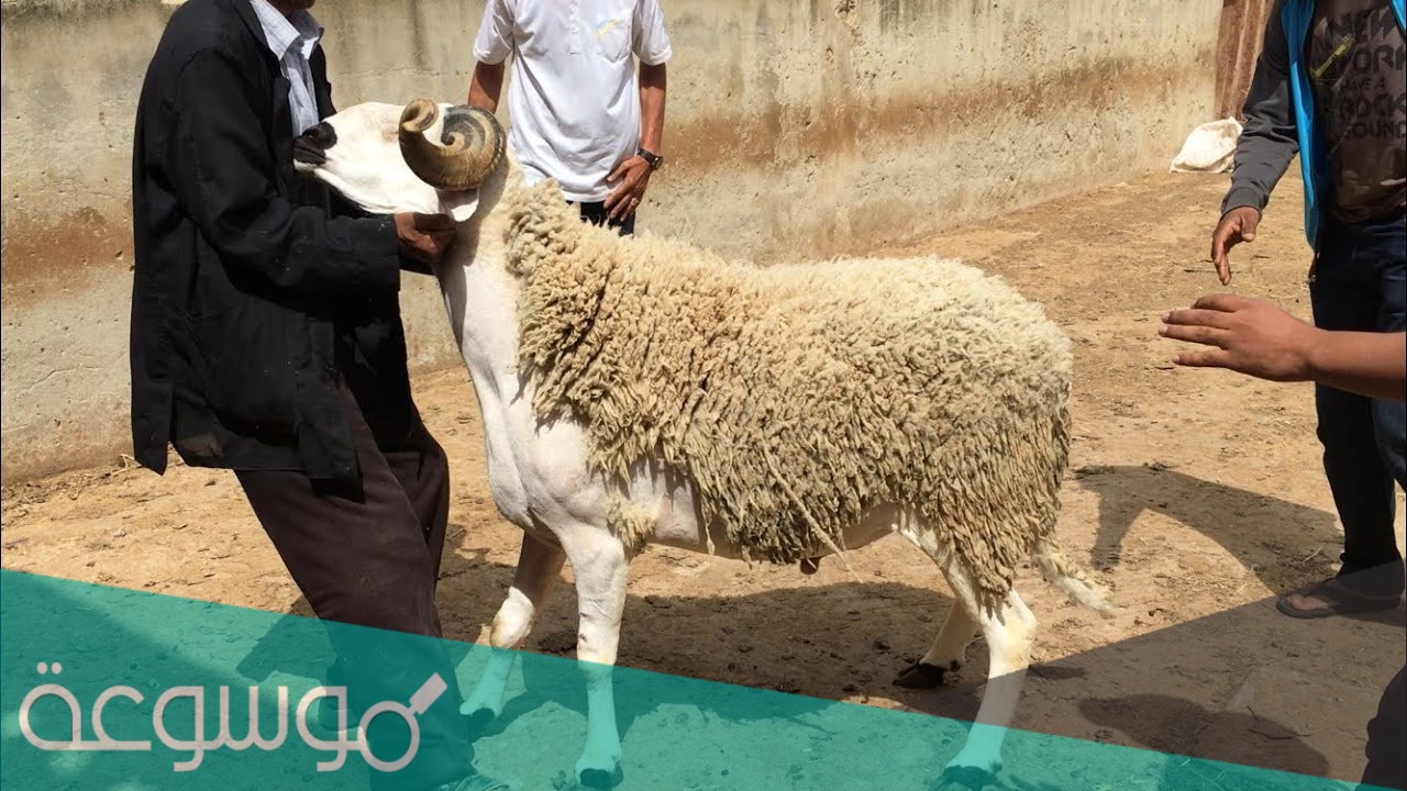 كم سعر الاضحية في الرياض وما أهم النصائح لاختيار الأضحية