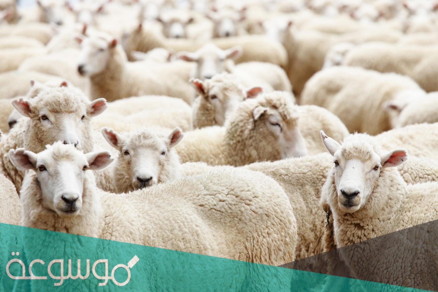 هل يجوز إهداء الأضحية