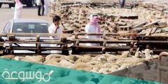 اسعار الاضاحي في عيد الاضحى 2022 /1442 واماكن بيعها في السعودية