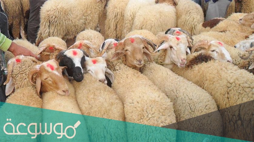 هل يجوز مساعدة الأب في ثمن الأضحية