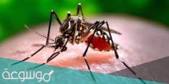 ماهو فيروس زيكا ؟ وأهم طرق الوقاية من الإصابة بفيروس Zika