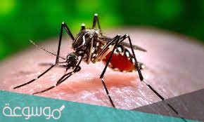 ماهو فيروس زيكا ؟ وأهم طرق الوقاية من الإصابة بفيروس Zika