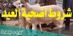 كم عمر الأضحية من الابل وما هي شروط اضحية العيد