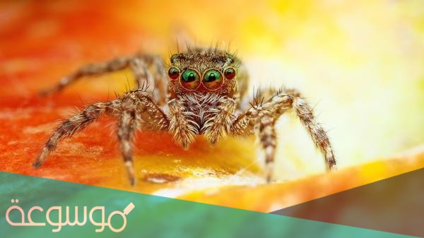 عدد ارجل العنكبوت