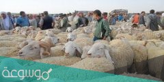 اسعار الاضاحي في عيد الاضحى في الكويت 2022 واماكن بيعها