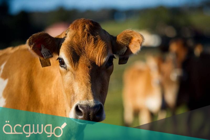 نية الاضحية بعد دخول العشر