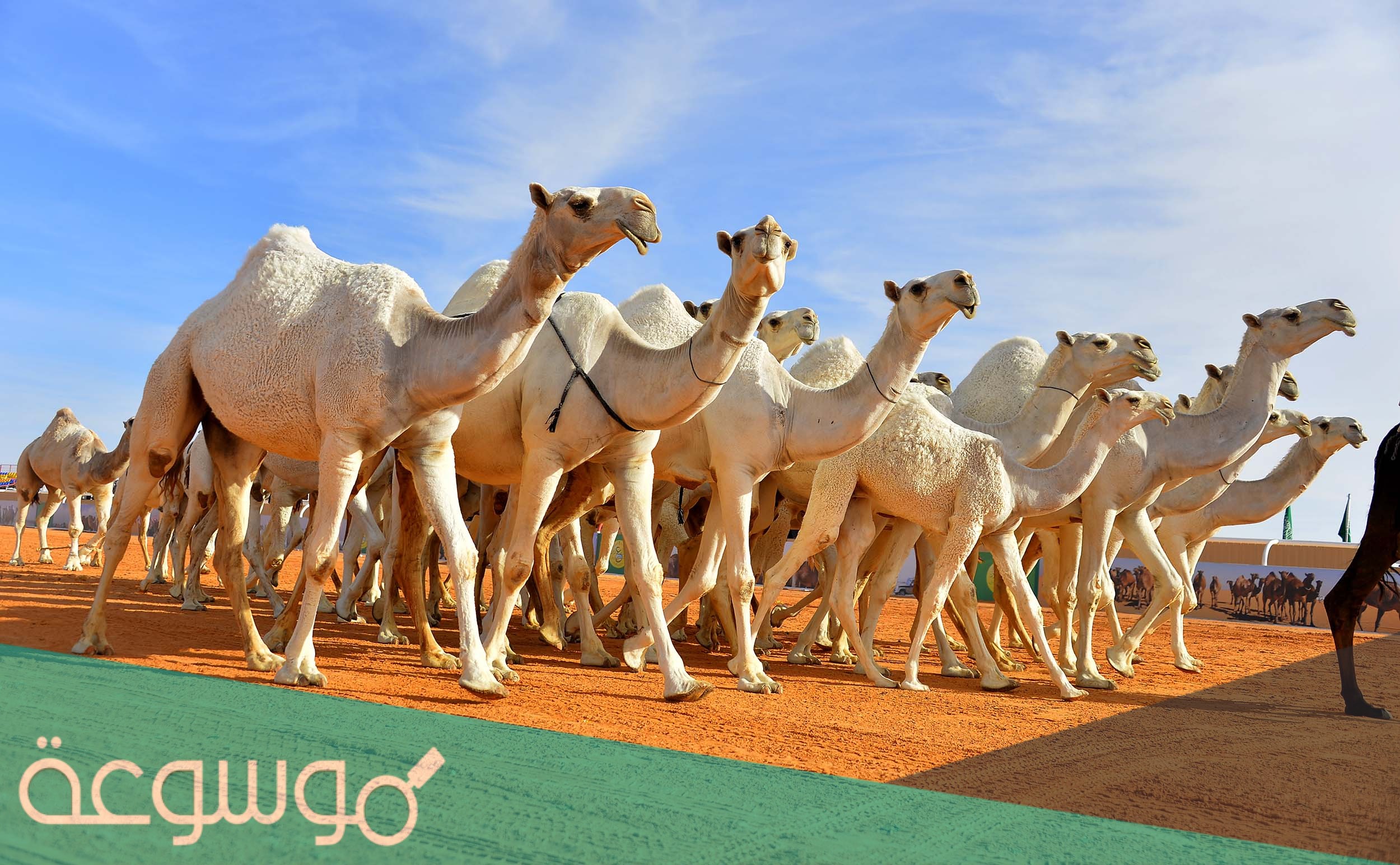 السبيعي وش يرجع