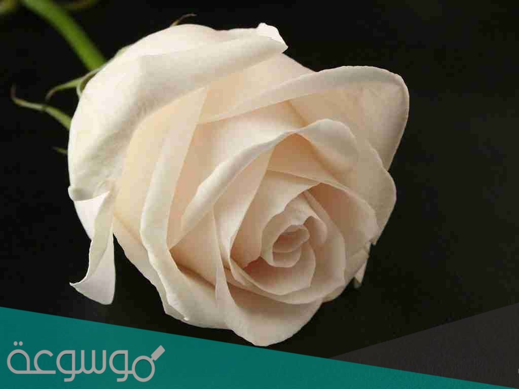 وش الرد على تسلمي