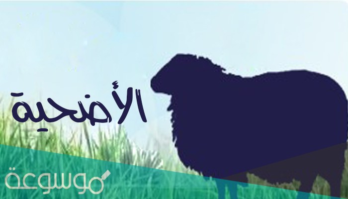 حكم ترك الأضحية مع القدرة وشروط اختيار الأضحية