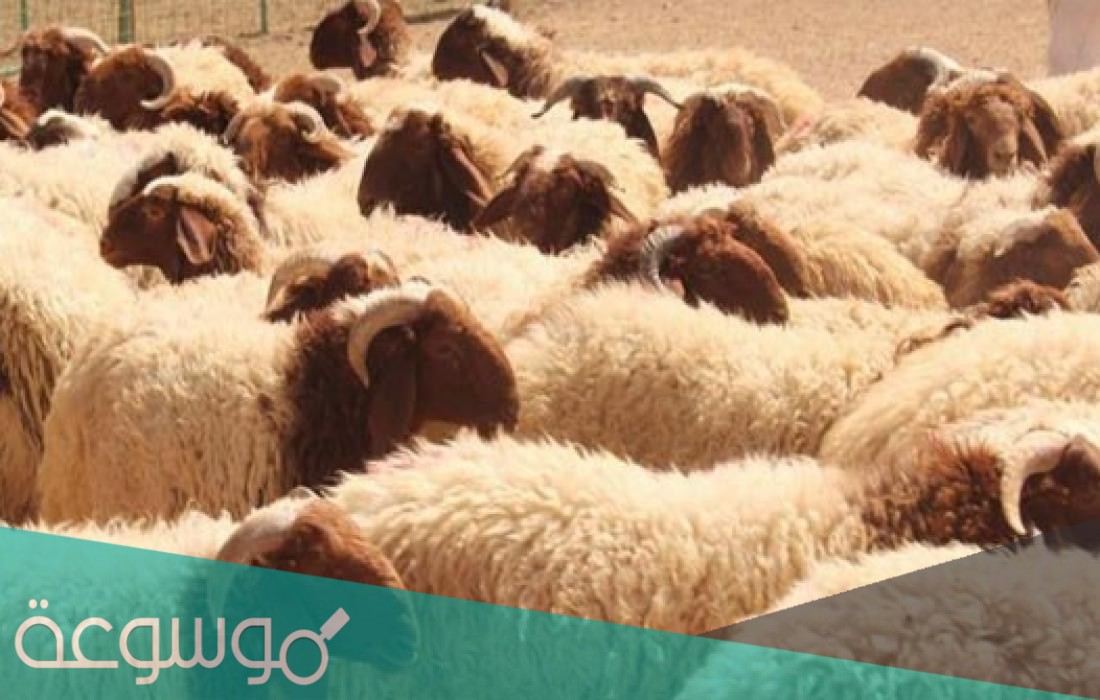 رابط وطريقة حجز موعد المسلخ لذبح الأضحية الكويت baladia.gov.kw