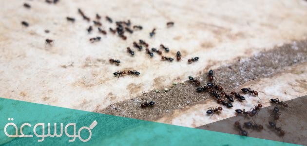 علاج النمل الاسود .. 15 طريقة لعلاج النمل الاسود نهائيًا