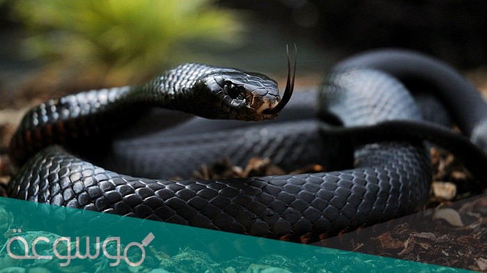 كم تبلغ نسبه الافاعي السامة في العالم