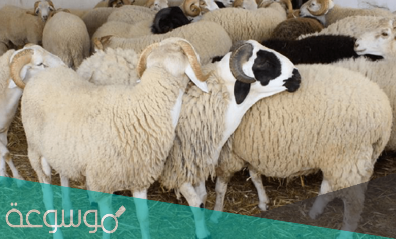 اسعار الاضاحي في الرياض 2021 /1442 وكيفية حجز الأضحية إلكترونيًا في السعودية