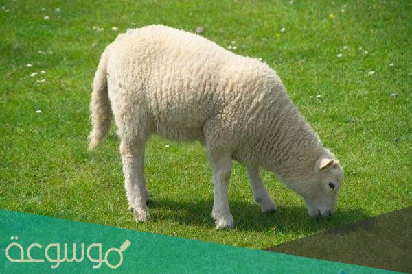 كيف تعرف عمر الخروف من الاسنان