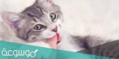 لماذا تعض القطط صاحبها